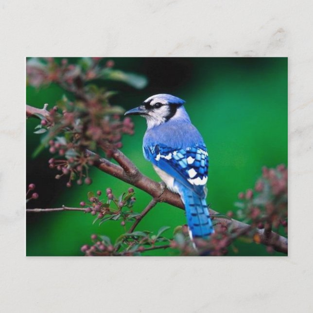 vogel vykort (Framsida)