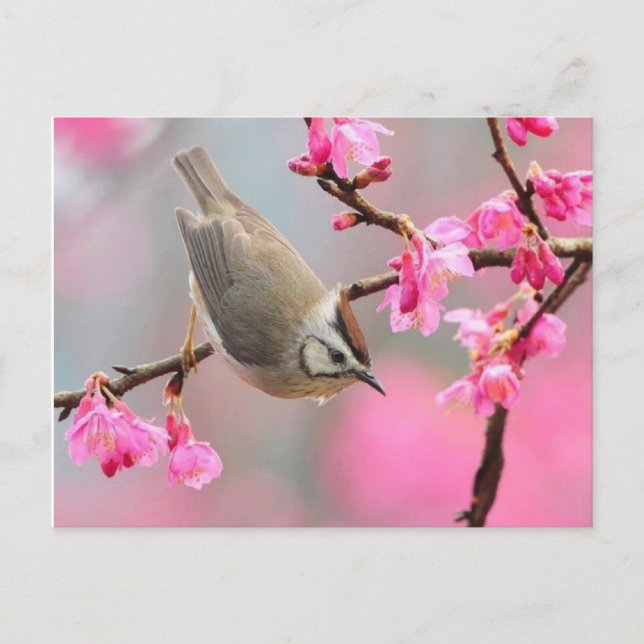 vogel vykort (Framsida)