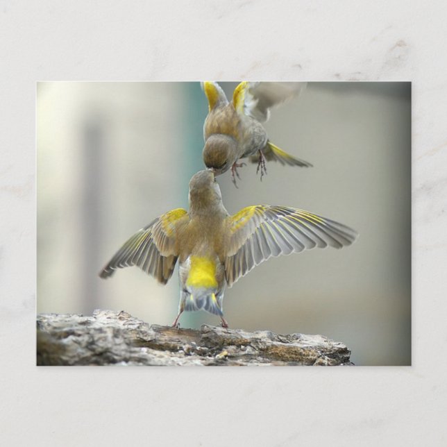 voglar vykort (Framsida)