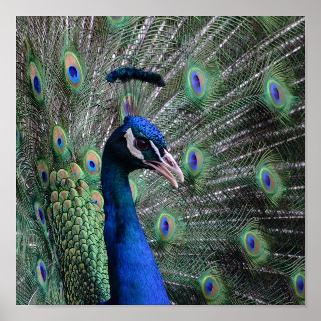 Vogue Poster (Framsidan)