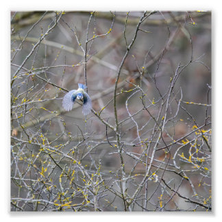 Vol de la mésange bleue fototryck