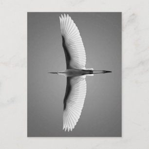 Vol oiseau grandes ailes vykort