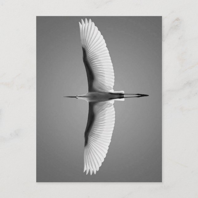 Vol oiseau grandes ailes vykort (Framsida)