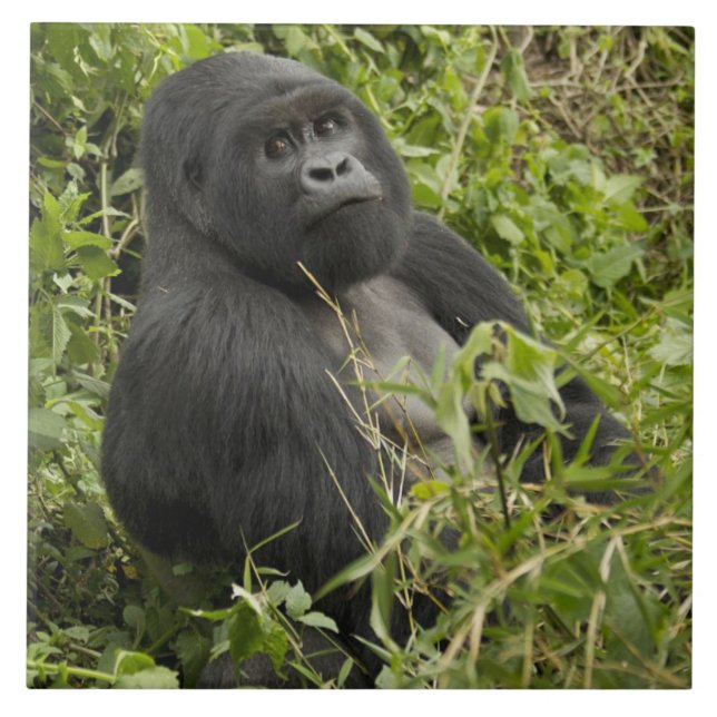 Volcanoes National Park, Bergsgorilla Kakelplatta (Framsidan)