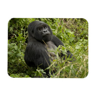 Volcanoes National Park, Bergsgorilla Magnet