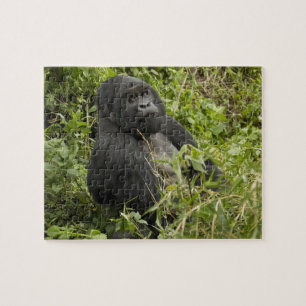 Volcanoes National Park, Bergsgorilla Pussel