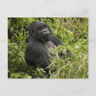 Volcanoes nationalpark, bergsgorilla vykort