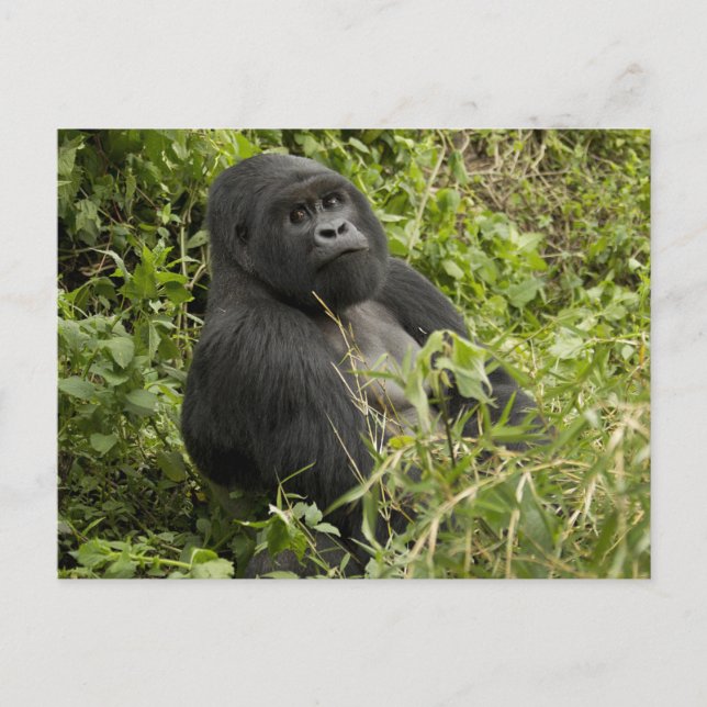 Volcanoes nationalpark, bergsgorilla vykort (Framsida)