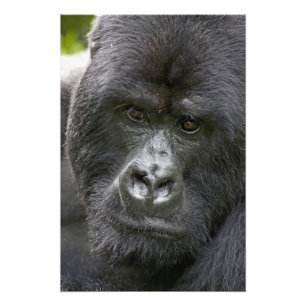 Volcanoes NP, Rwanda, Bergsgorillor, Fototryck