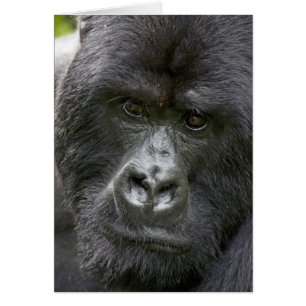 Volcanoes NP, Rwanda, Bergsgorillor, Hälsningskort