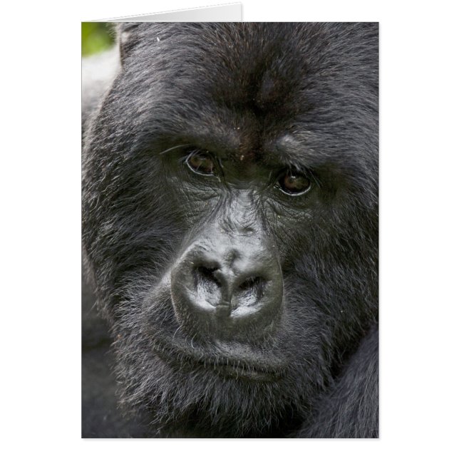 Volcanoes NP, Rwanda, Bergsgorillor, Hälsningskort (Framsidan)