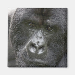 Volcanoes NP, Rwanda, Bergsgorillor, Magnet