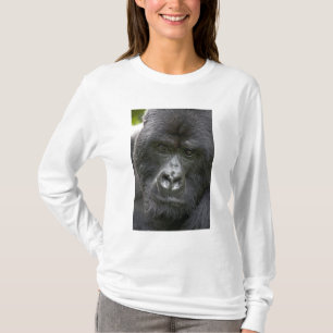 Volcanoes NP, Rwanda, Bergsgorillor, Tee