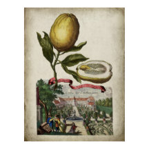 Volkamer Citrus Lemon Italiana Landscape Poster