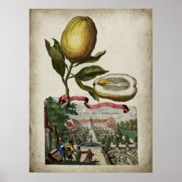 Volkamer Citrus Lemon Italiana Landscape Poster