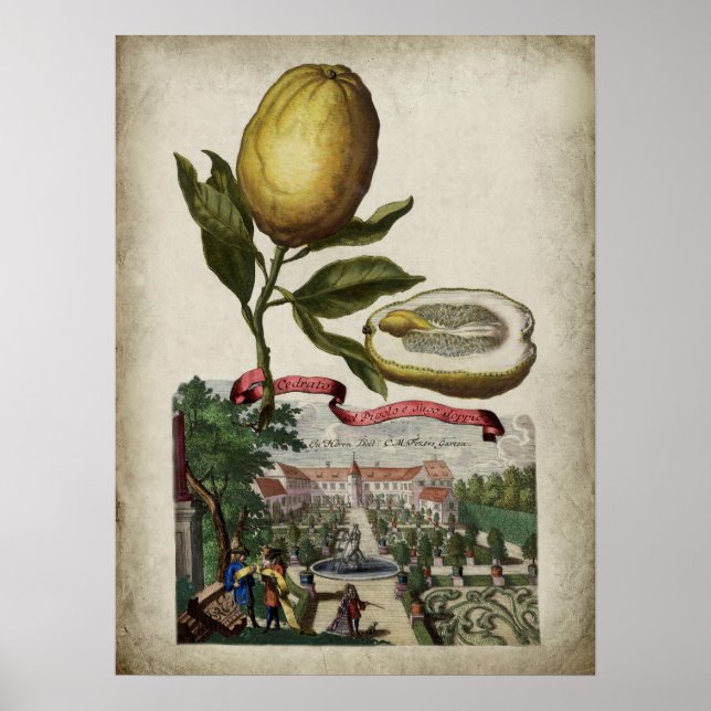 Volkamer Citrus Lemon Italiana Landscape Poster (Framsidan)