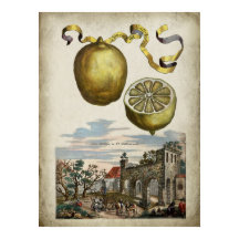Volkamer Citrus Lemon Italiana Landscape Poster