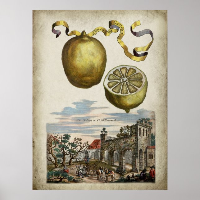 Volkamer Citrus Lemon Italiana Landscape Poster (Framsidan)