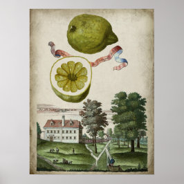 Volkamer Citrus Lemon italiensk landskap Poster