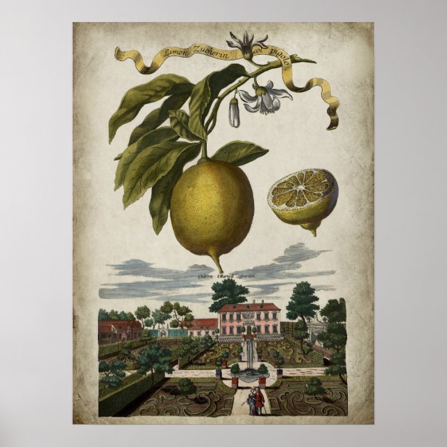 Volkamer Lemon Artwork Baroque Stil Decor Poster (Framsidan)