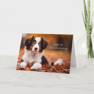 Volunteer Australian shepherd Puppy Tack Kort