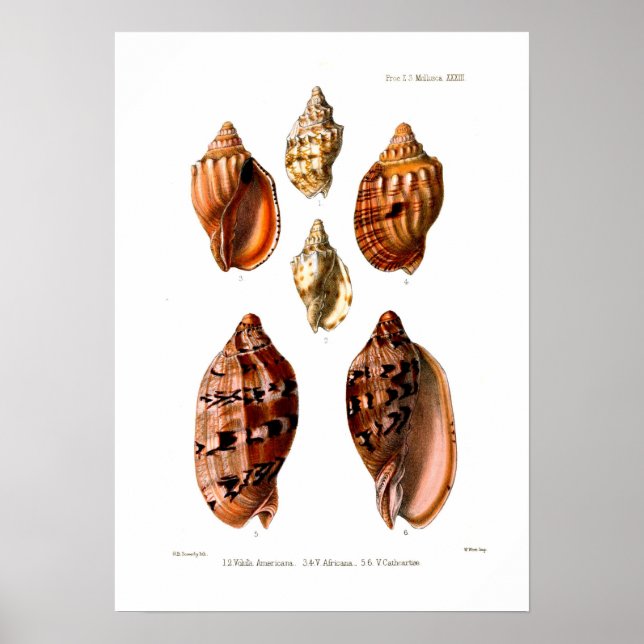 Voluta Snäckas Poster (Framsidan)