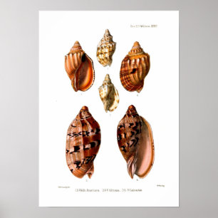 Voluta snäckor poster
