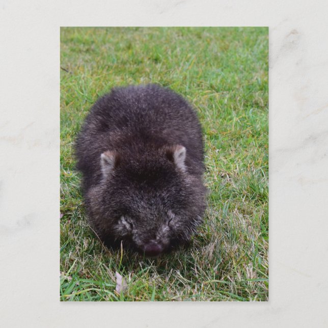 VOMBAT TASMANIEN AUSTRALIEN VYKORT (Framsida)