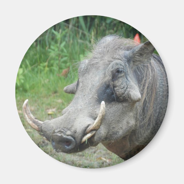 vört-hog10x10 magnet (Framsidan)