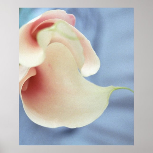 Vortex White Calla Lilies Art Print Poster Photo (Framsidan)