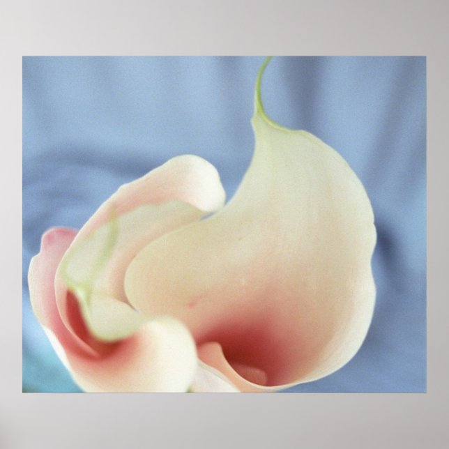 Vortex White Calla Lilies Art Print Poster Photo (Framsidan)