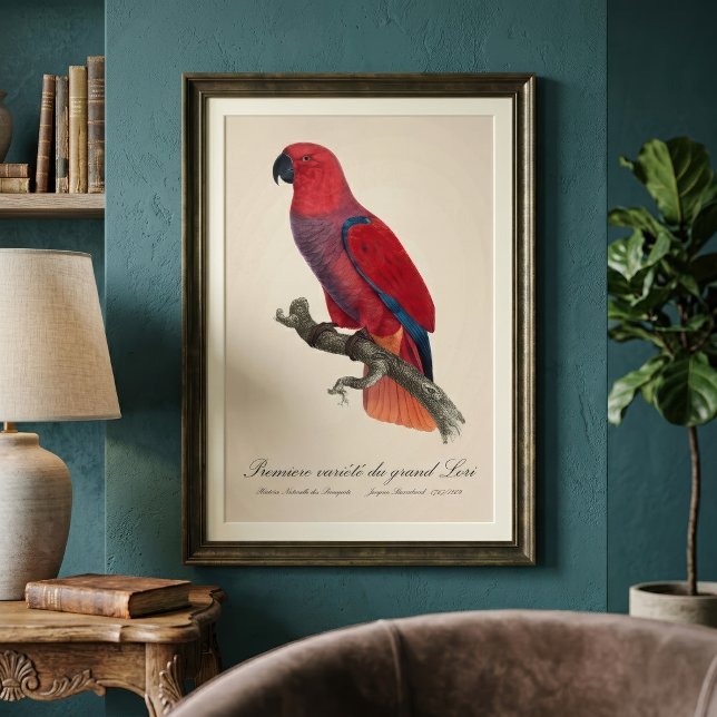 Vosmaers eklektus, Eclectus roratus vosmaeri Fototryck (Vosmaer Eclectus Parrot, Eclectus Roratus Vosmaeri. Photo Print)