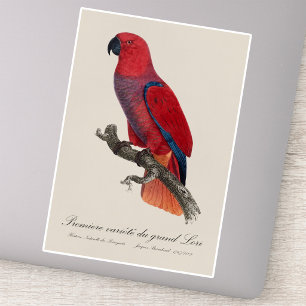 Vosmaers eklektus, Eclectus roratus vosmaeri Klistermärken