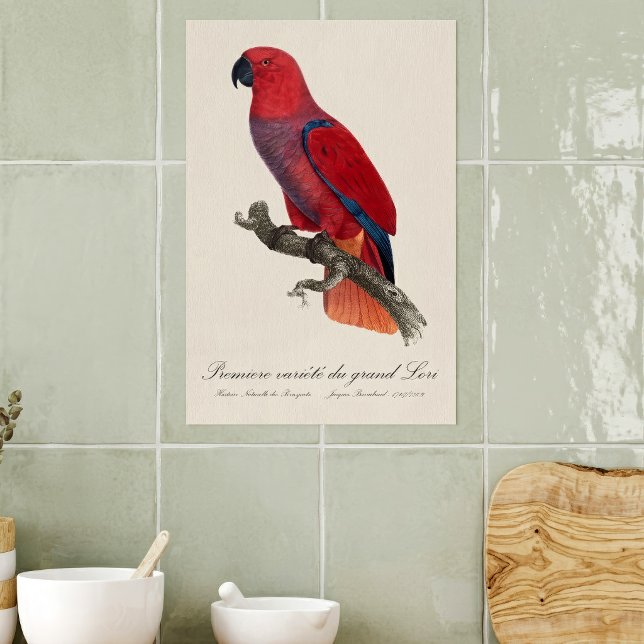 Vosmaers eklektus, Eclectus roratus vosmaeri Poster (Vosmaer Eclectus Parrot, Eclectus Roratus Vosmaeri. Poster)