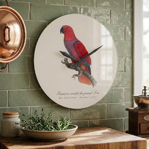 Vosmaers eklektus, Eclectus roratus vosmaeri Stor Klocka