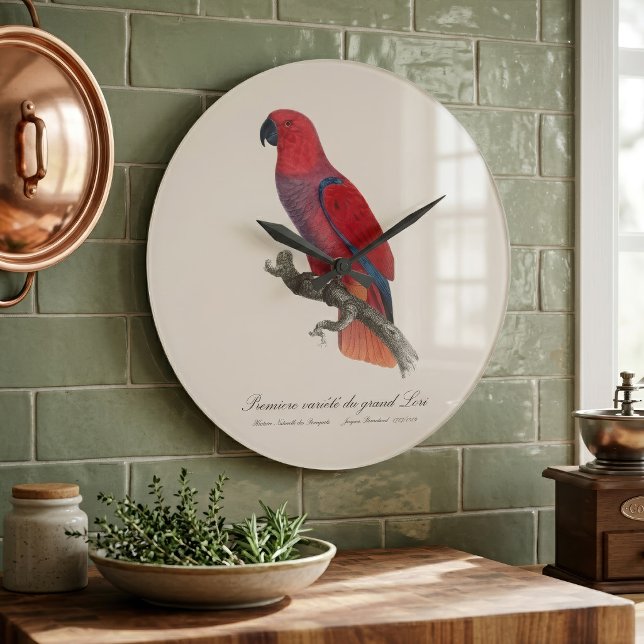Vosmaers eklektus, Eclectus roratus vosmaeri Stor Klocka (Vosmaer Eclectus Parrot, Eclectus Roratus Vosmaeri. Large Clock)