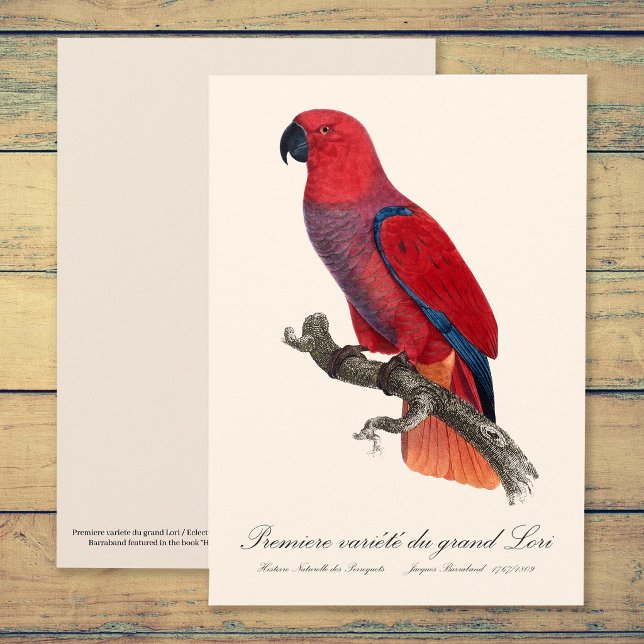 Vosmaers eklektus, Eclectus roratus vosmaeri Tack Kort (Vosmaer Eclectus Parrot, Eclectus Roratus Vosmaeri. Thank You Card )