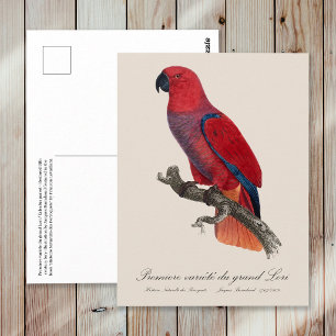 Vosmaers eklektus, Eclectus roratus vosmaeri Vykort