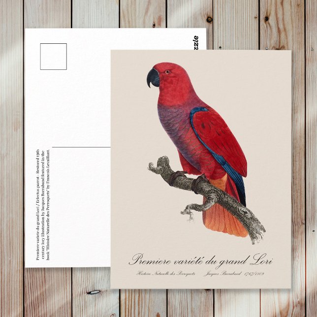 Vosmaers eklektus, Eclectus roratus vosmaeri Vykort (Vosmaer Eclectus Parrot, Eclectus Roratus Vosmaeri. Postcard)