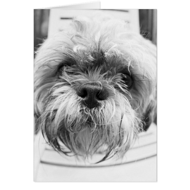 Vovvekort OBS Kort (Framsidan)