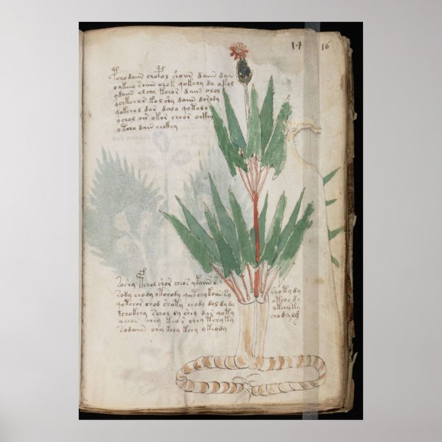 Voynich manuscript poster (Framsidan)