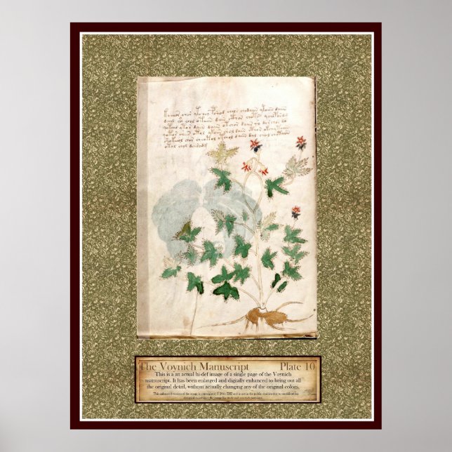 Voynich Plate 10 Poster (Framsidan)