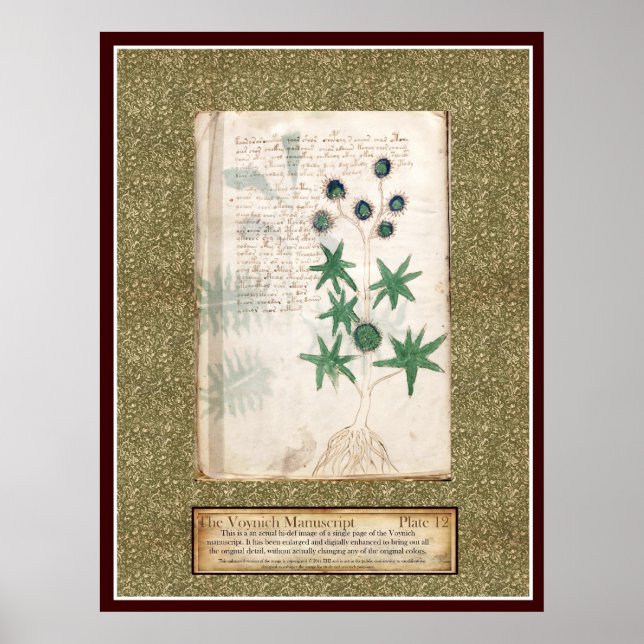 Voynich Plate 12 Poster (Framsidan)