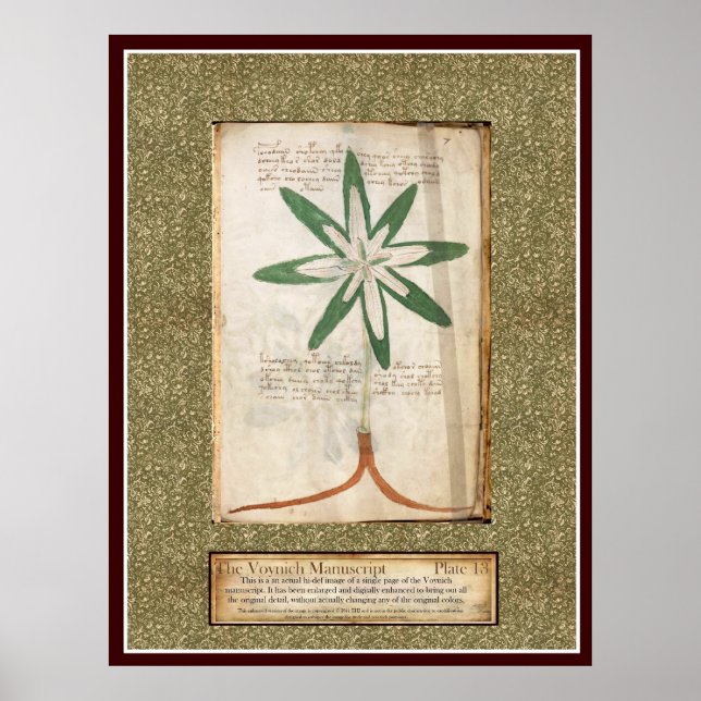 Voynich Plate 13 Poster (Framsidan)