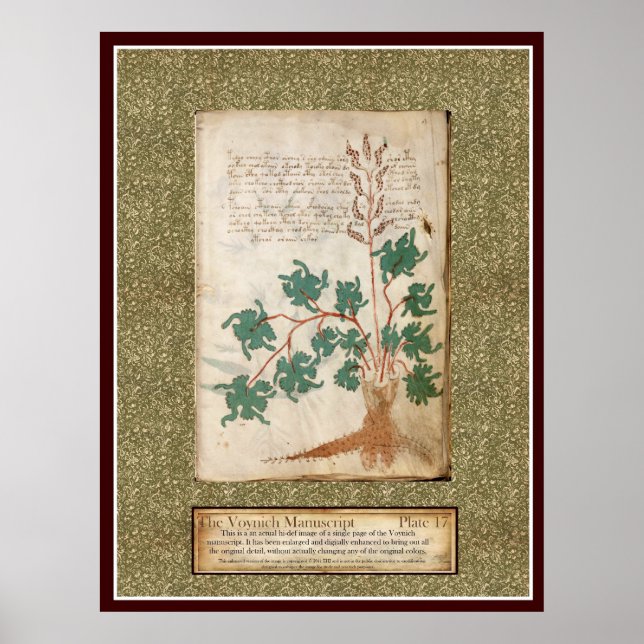 Voynich Plate 17 Poster (Framsidan)