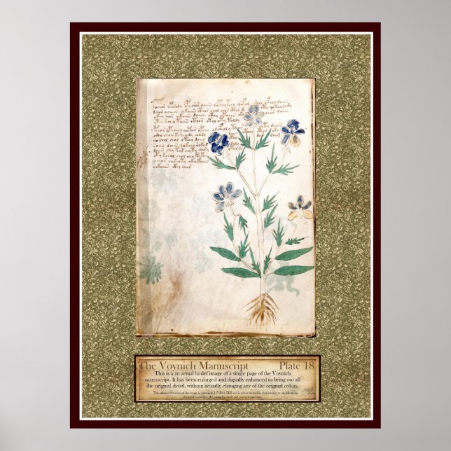 Voynich Plate 18 Poster (Framsidan)