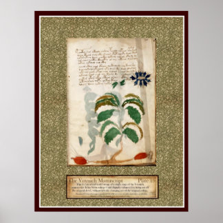 Voynich Plate 19 Poster
