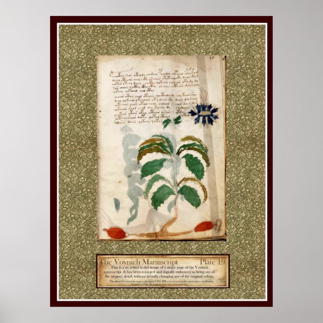 Voynich Plate 19 Poster (Framsidan)