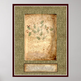 Voynich Plate 1 -Botanical Illustration Poster