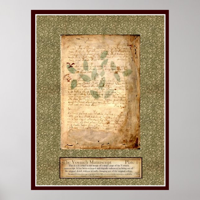 Voynich Plate 1 -Botanical Illustration Poster (Framsidan)